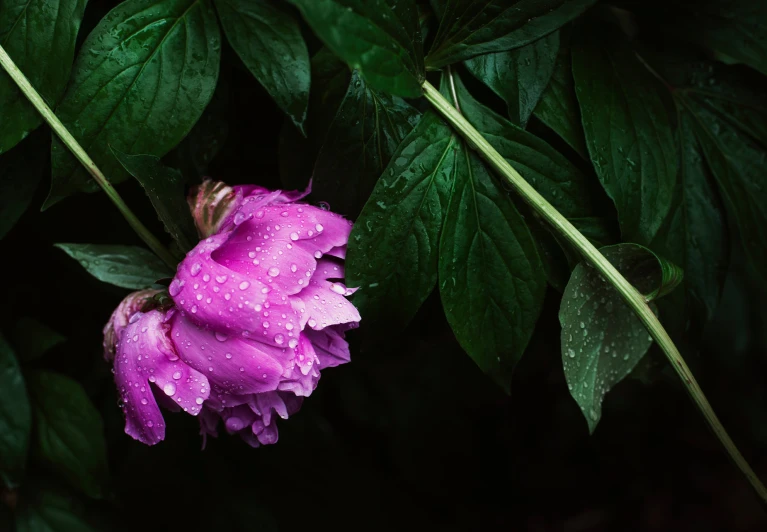 a pink flower with rain droplets on it