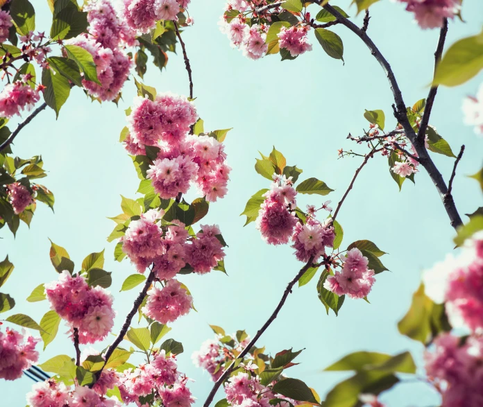 a tree nch with flowers in the middle of it