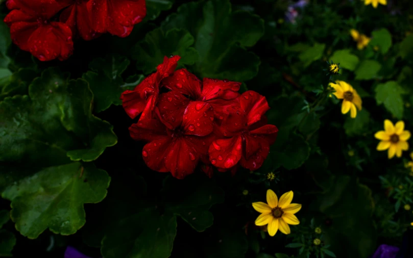 a bunch of bright colored flowers in a bush