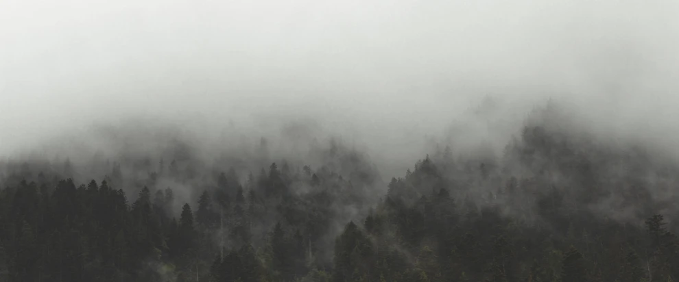 a forested area surrounded by fog, surrounded by evergreen trees