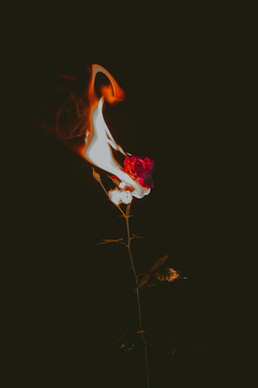 a rose with orange and red flames on it