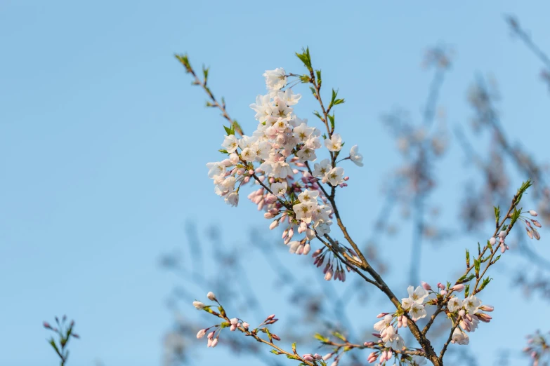 closeup of blooming flowers against a blue sky