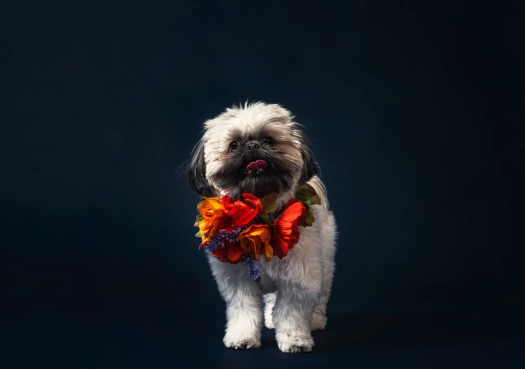 a very cute small dog wearing a wreath