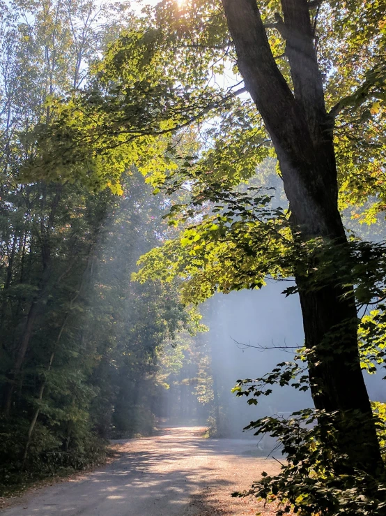 a dirt road through the woods is surrounded by trees and fog