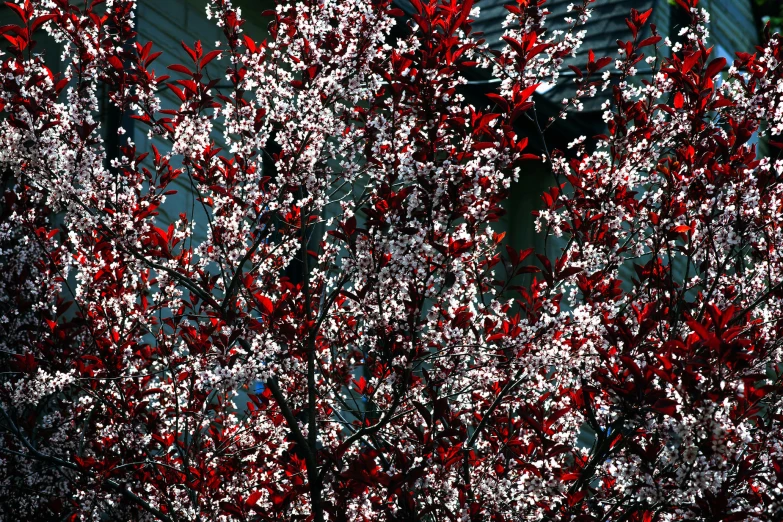 bright red leaves on a tree near a building