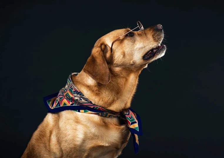 a dog wearing glasses looking up with its mouth open