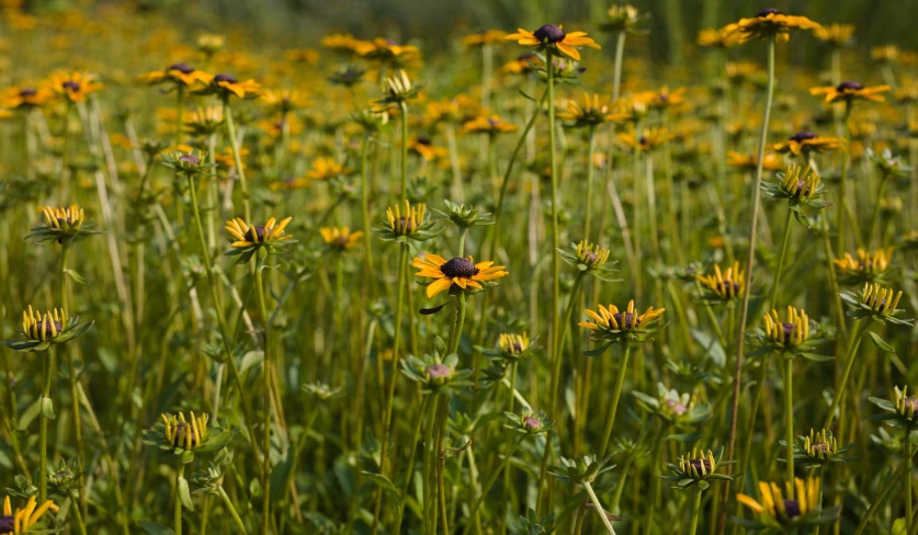 there are many yellow flowers in the middle of a field