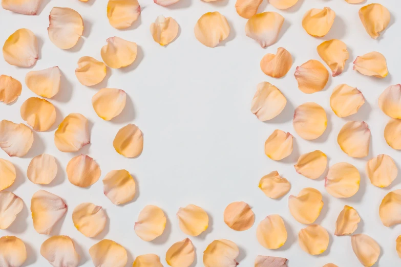 petals of orange petals on a white surface