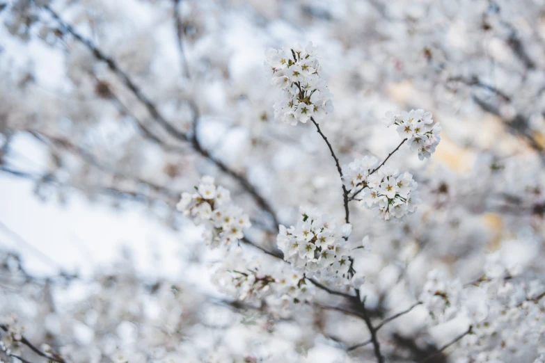 a closeup view of a tree with white flowers