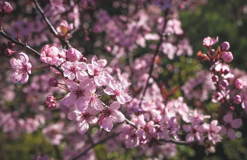 some pink flowers on a nch in the sun