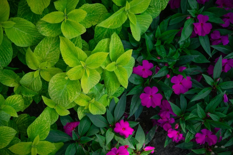 the top view of a bunch of plants with pink flowers