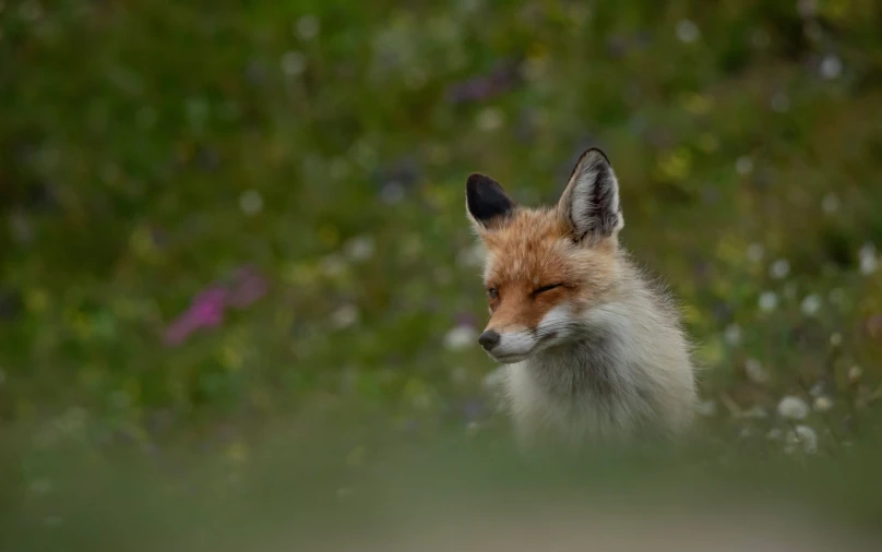 a close up of a fox with its eyes closed