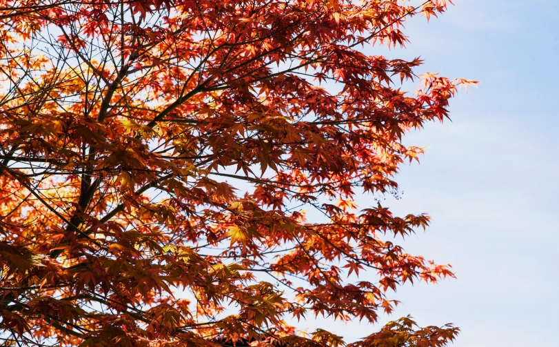 a tree with many leaves in the fall season