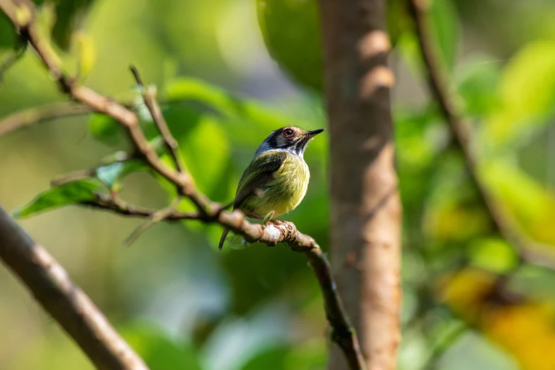 a green bird sits on the nch in a tree