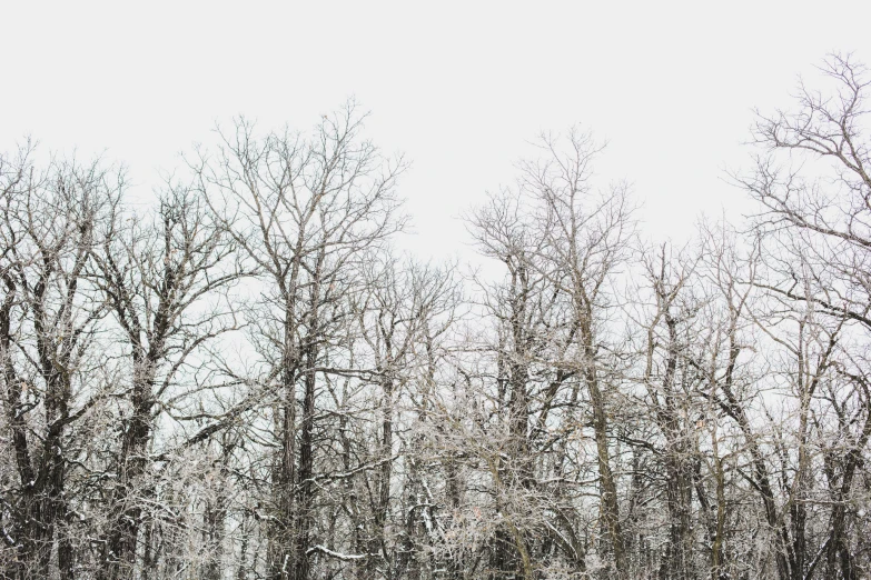 a large herd of sheep standing next to a forest of trees