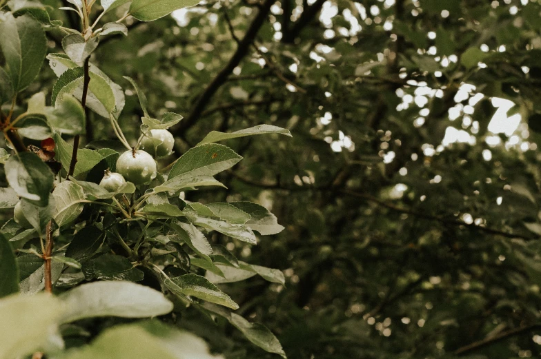 berries and leaves are growing on the tree