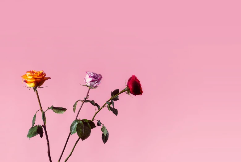 three colorful flowers sticking out of a vase