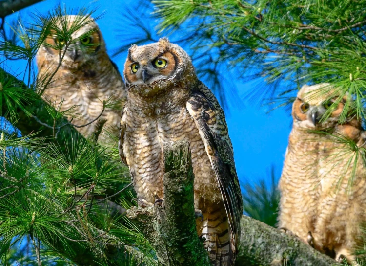 two owls sitting on the nches of a pine tree