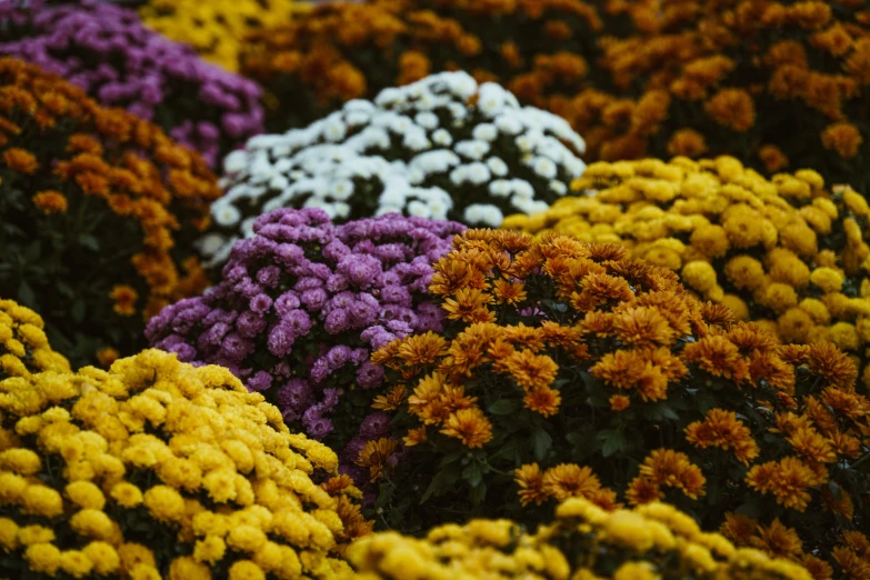 many different types of flowers growing together