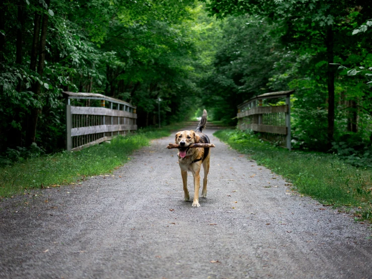 a dog walking down a wooded road carrying a backpack
