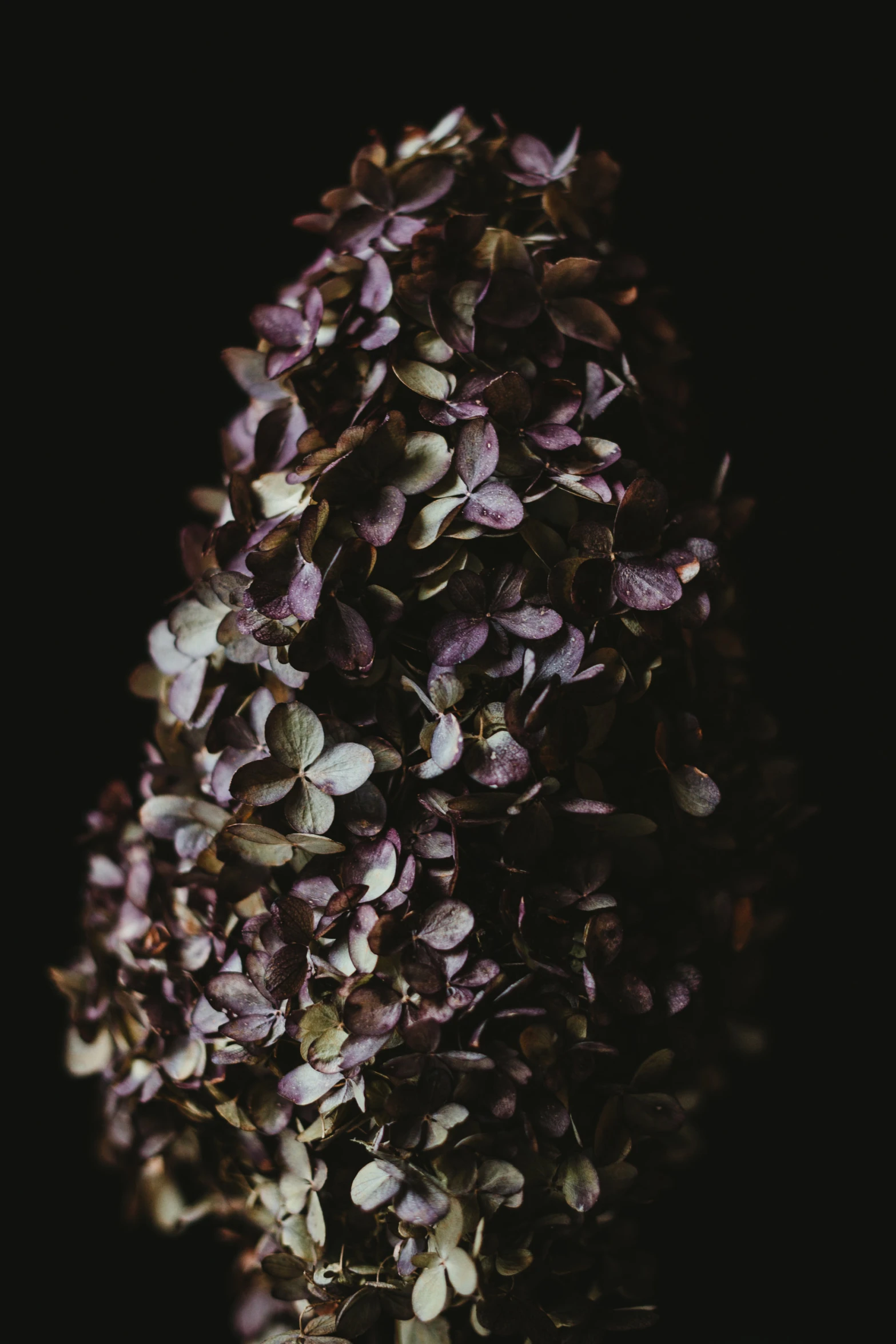 some purple flowers in front of a black background