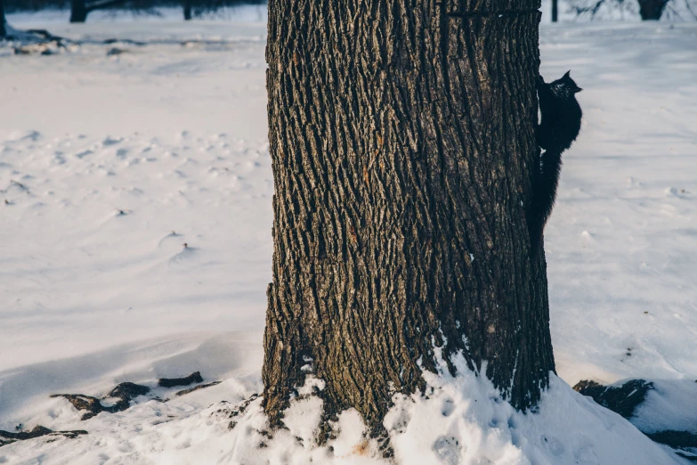 the tail and tail of a squirrel is hanging on to the tree