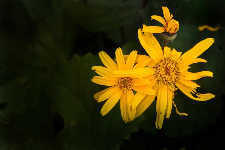 a close up of two yellow flowers with green leaves
