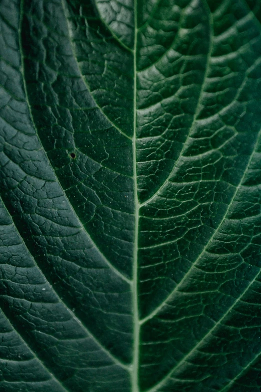 a close up of a green leaf with drops