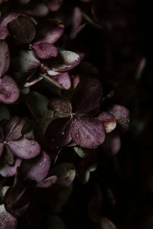 dark purple flowers, a blurry image in the middle