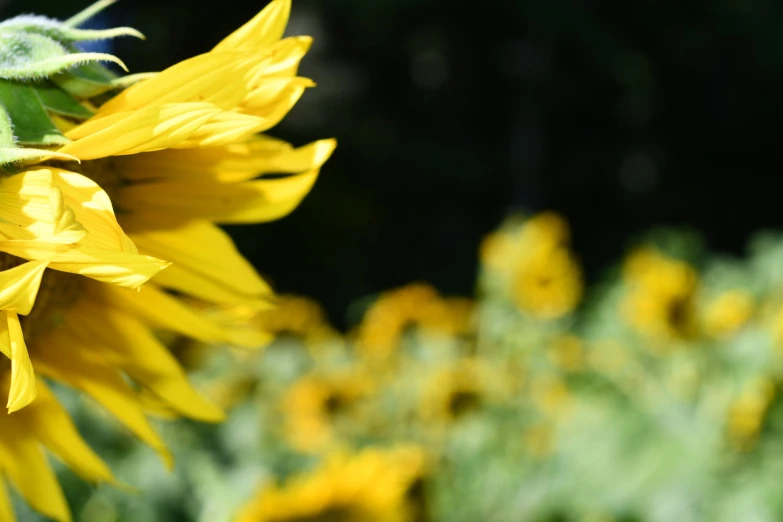 a large yellow sunflower stands in the foreground