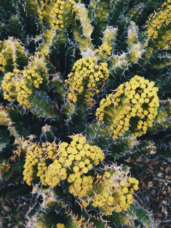 green and yellow plants with yellow flowers in the middle