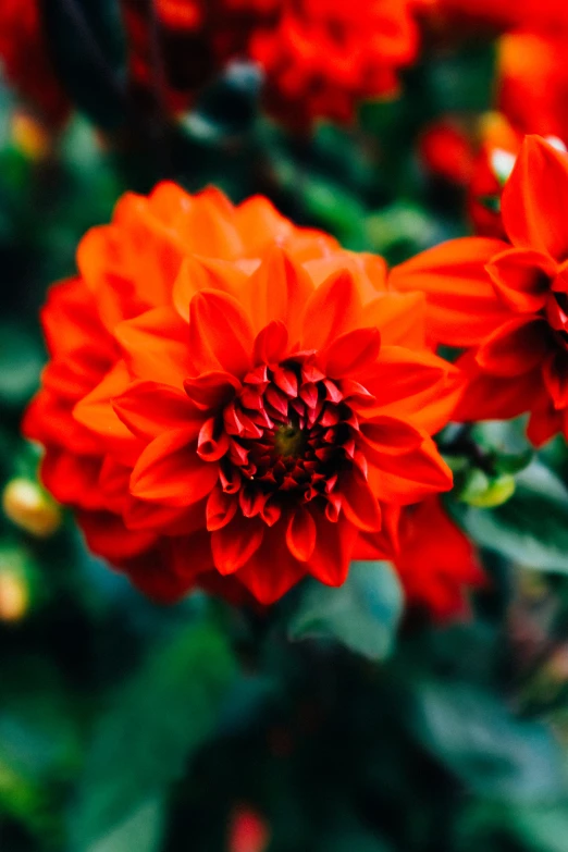 three flowers that are red sitting on a bush