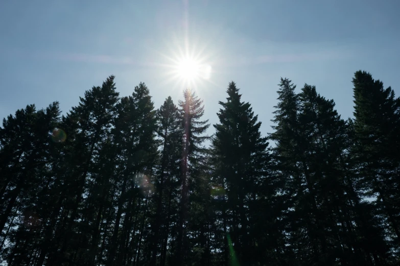 a tree covered field with the sun peeking over it