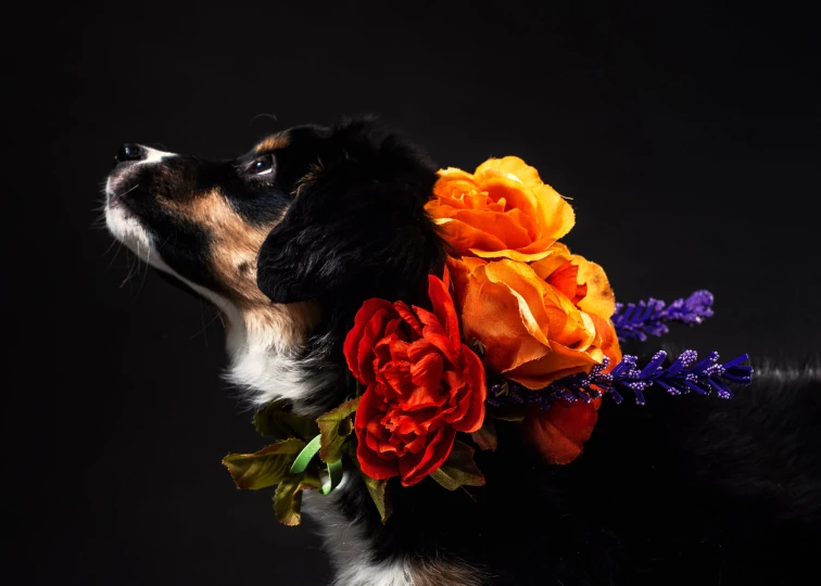 a dog is looking at flowers on a black background