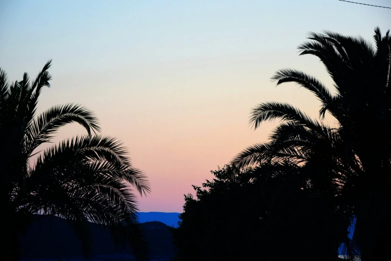 a palm tree line silhouette at sunset