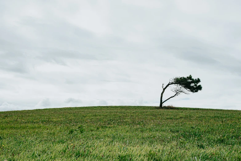 a lone tree is growing on top of a grassy hill