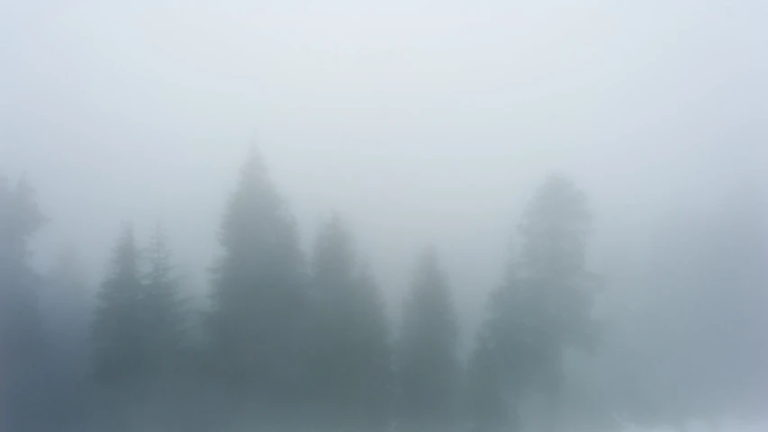 a forest filled with lots of fog on top of a mountain