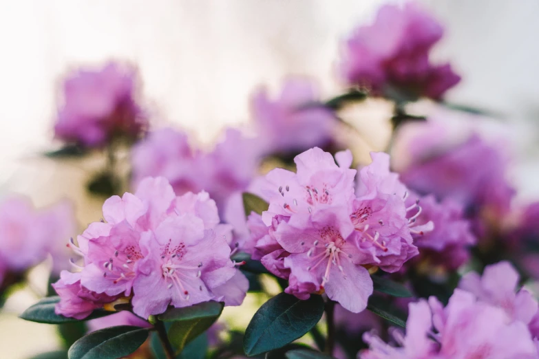 several pink flowers with green leaves on each side