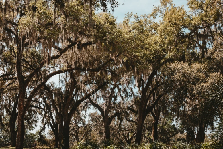 a park bench under large trees covered with moss