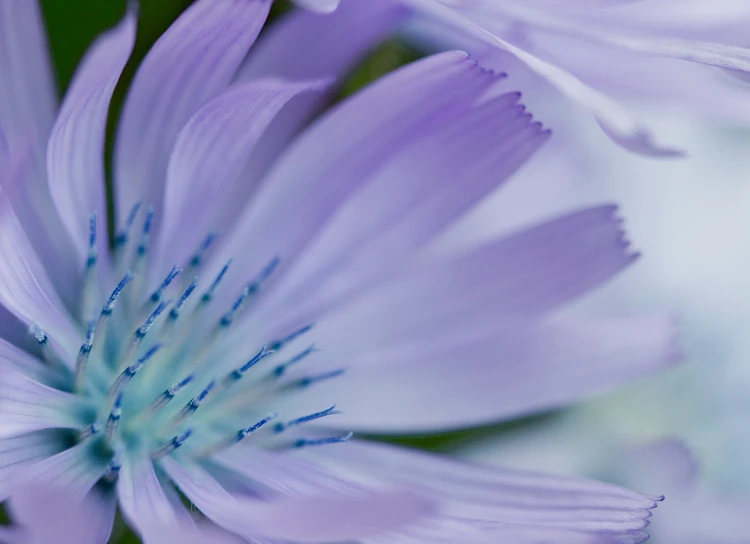 an extreme closeup view of blue daisies with blurry background