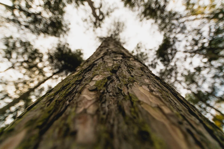 the top of a tree looks up at the sky