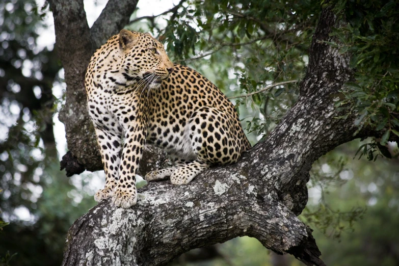 the leopard is perched in the tree waiting for prey