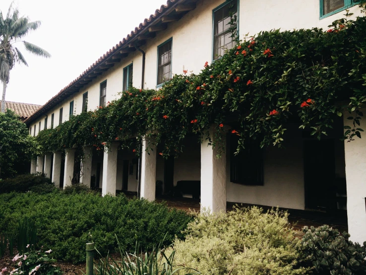 plants and oranges growing on the side of a building