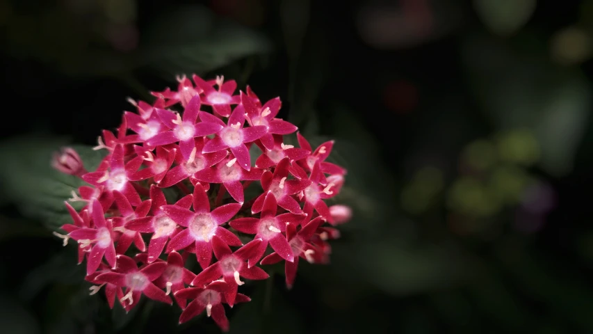 some pink flowers in bloom on a dark background