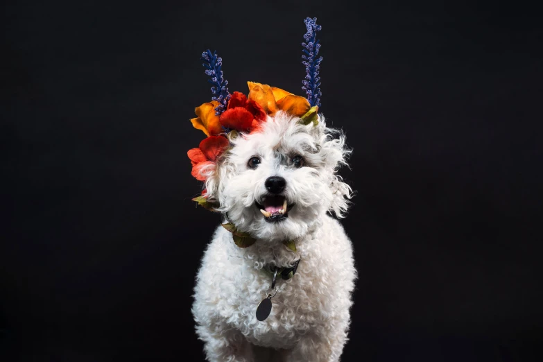 a white dog wearing flower crown hair clip