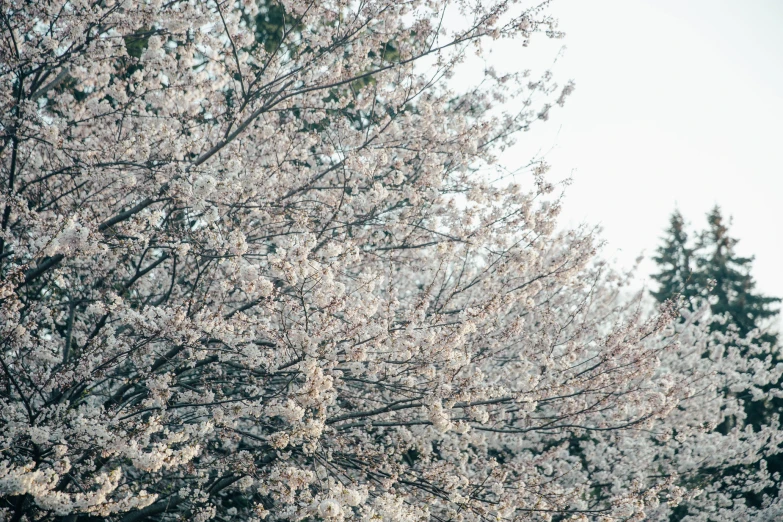 a tall tree with lots of flowers in the background