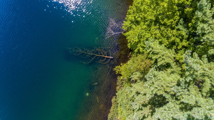 a body of water with some green trees and blue water