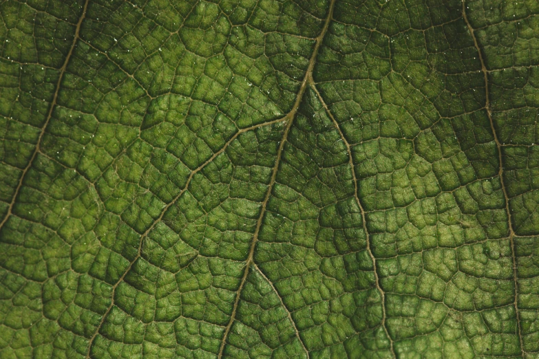 the detailed surface of a green leaf