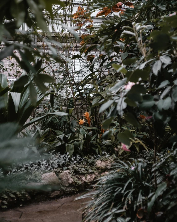 flowers and foliage in a large indoor green house