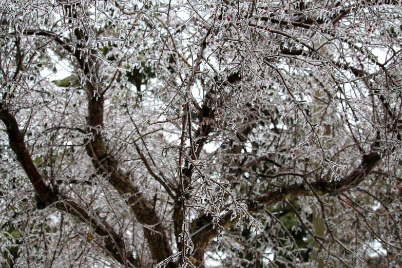 trees are covered with white frost and green leaves